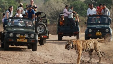 Jungle safari packages in india