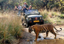 Ranthambore Jeep safari Booking 