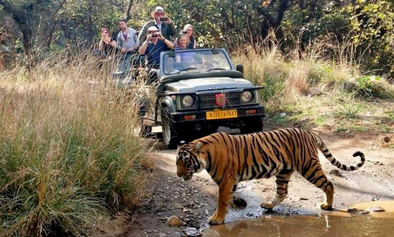 Ranthambore Jeep safari Booking 